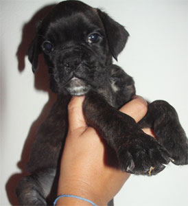 allevamento_cani_boxer_degli_scarronzoni_cuccioli_disponibili_livorno_toscana_italia