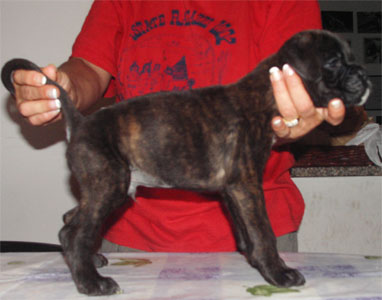 allevamento_cani_boxer_degli_scarronzoni_cuccioli_disponibili_livorno_toscana_italia