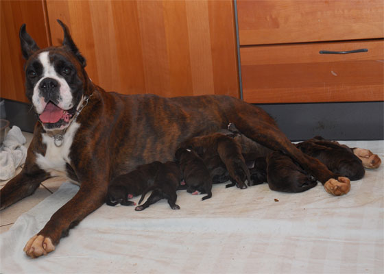 allevamento_cani_boxer_degli_scarronzoni_cuccioli_disponibili_livorno_toscana_italia