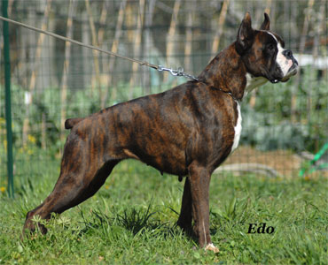 allevamento_cani_boxer_degli_scarronzoni_cuccioli_disponibili_livorno_toscana_italia