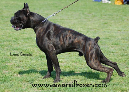allevamento_cani_boxer_degli_scarronzoni_cuccioli_disponibili_livorno_toscana_italia