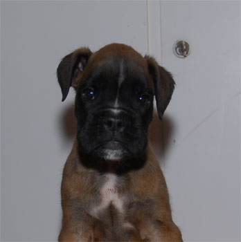 allevamento_cani_boxer_degli_scarronzoni_cuccioli_disponibili_livorno_toscana_italia