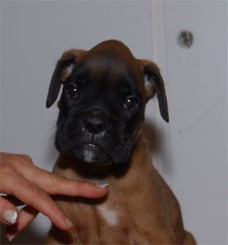 allevamento_cani_boxer_degli_scarronzoni_cuccioli_disponibili_livorno_toscana_italia