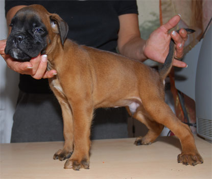 allevamento_cani_boxer_degli_scarronzoni_cuccioli_disponibili_livorno_toscana_italia