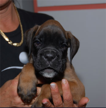 allevamento_cani_boxer_degli_scarronzoni_cuccioli_disponibili_livorno_toscana_italia
