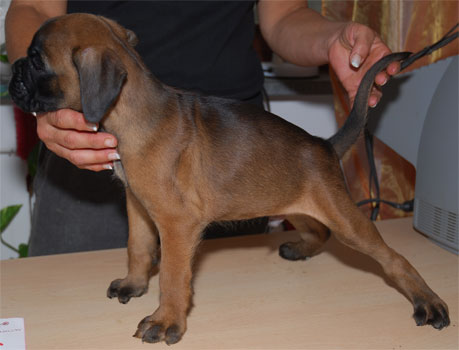 allevamento_cani_boxer_degli_scarronzoni_cuccioli_disponibili_livorno_toscana_italia