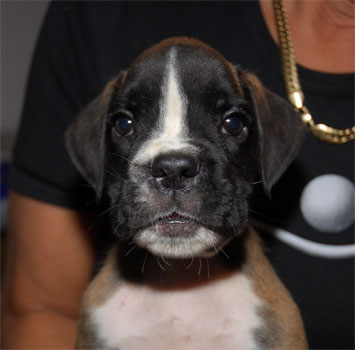 allevamento_cani_boxer_degli_scarronzoni_cuccioli_disponibili_livorno_toscana_italia