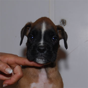 allevamento_cani_boxer_degli_scarronzoni_cuccioli_disponibili_livorno_toscana_italia