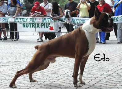 allevamento_cani_boxer_degli_scarronzoni_cuccioli_disponibili_livorno_toscana_italia