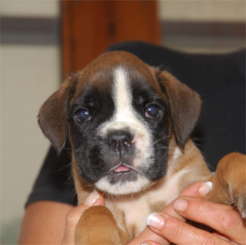 allevamento_cani_boxer_degli_scarronzoni_cuccioli_disponibili_livorno_toscana_italia