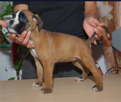 allevamento_cani_boxer_degli_scarronzoni_cuccioli_disponibili_livorno_toscana_italia