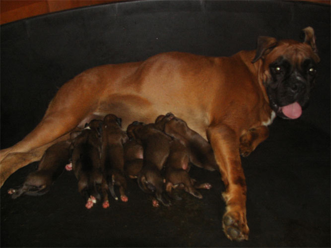 allevamento_cani_boxer_degli_scarronzoni_cuccioli_disponibili_livorno_toscana_italia