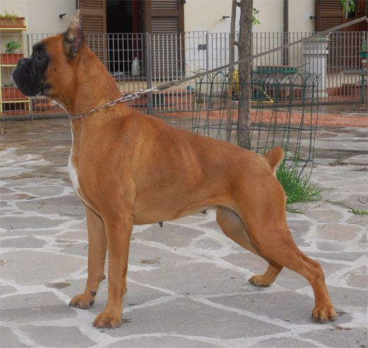   allevamento_cani_boxer_degli_scarronzoni_cuccioli_disponibili_livorno_toscana_italia