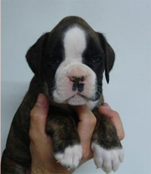 allevamento_cani_boxer_degli_scarronzoni_cuccioli_disponibili_livorno_toscana_italia