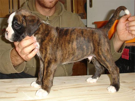 allevamento_cani_boxer_degli_scarronzoni_cuccioli_disponibili_livorno_toscana_italia