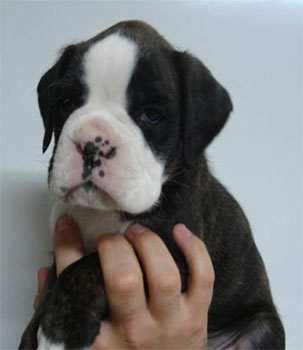 allevamento_cani_boxer_degli_scarronzoni_cuccioli_disponibili_livorno_toscana_italia