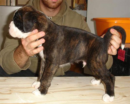 allevamento_cani_boxer_degli_scarronzoni_cuccioli_disponibili_livorno_toscana_italia