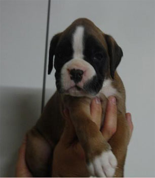 allevamento_cani_boxer_degli_scarronzoni_cuccioli_disponibili_livorno_toscana_italia