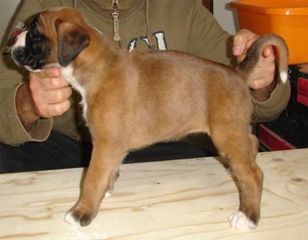 allevamento_cani_boxer_degli_scarronzoni_cuccioli_disponibili_livorno_toscana_italia