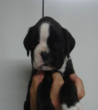 allevamento_cani_boxer_degli_scarronzoni_cuccioli_disponibili_livorno_toscana_italia