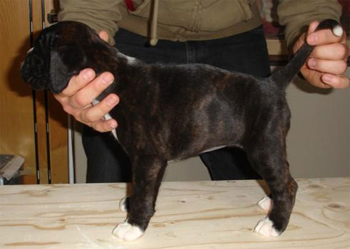 allevamento_cani_boxer_degli_scarronzoni_cuccioli_disponibili_livorno_toscana_italia