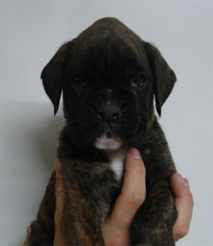 allevamento_cani_boxer_degli_scarronzoni_cuccioli_disponibili_livorno_toscana_italia