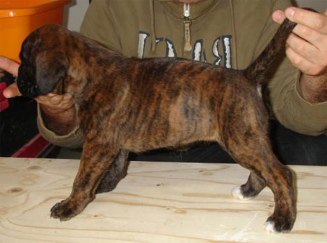 allevamento_cani_boxer_degli_scarronzoni_cuccioli_disponibili_livorno_toscana_italia
