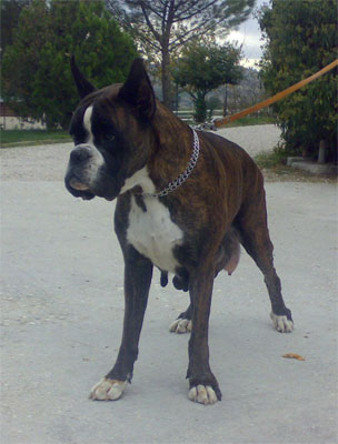 allevamento_cani_boxer_degli_scarronzoni_cuccioli_disponibili_livorno_toscana_italia