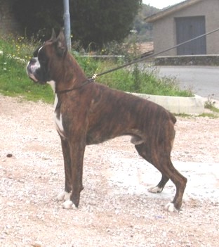 allevamento_cani_boxer_degli_scarronzoni_cuccioli_disponibili_livorno_toscana_italia