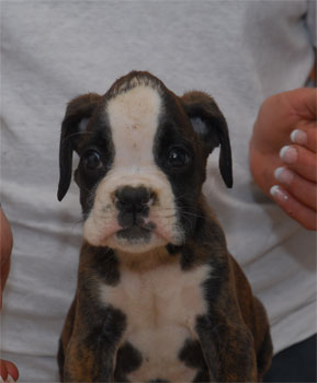 allevamento_cani_boxer_degli_scarronzoni_cuccioli_disponibili_livorno_toscana_italia