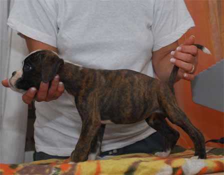 allevamento_cani_boxer_degli_scarronzoni_cuccioli_disponibili_livorno_toscana_italia