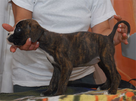 allevamento_cani_boxer_degli_scarronzoni_cuccioli_disponibili_livorno_toscana_italia