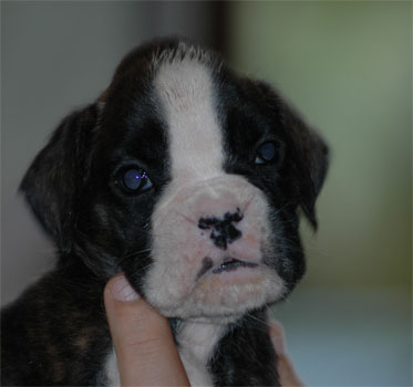allevamento_cani_boxer_degli_scarronzoni_cuccioli_disponibili_livorno_toscana_italia