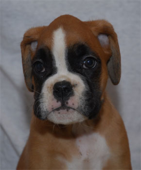 allevamento_cani_boxer_degli_scarronzoni_cuccioli_disponibili_livorno_toscana_italia