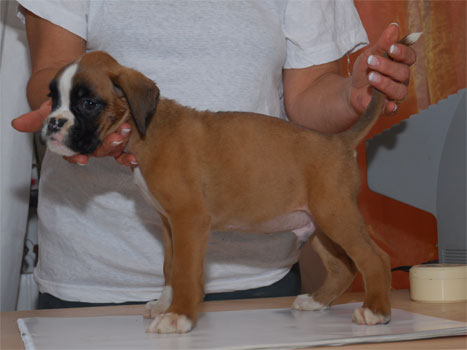 allevamento_cani_boxer_degli_scarronzoni_cuccioli_disponibili_livorno_toscana_italia