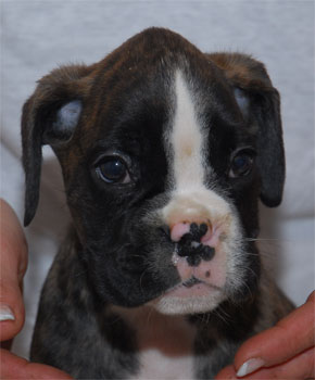 allevamento_cani_boxer_degli_scarronzoni_cuccioli_disponibili_livorno_toscana_italia