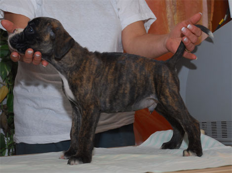 allevamento_cani_boxer_degli_scarronzoni_cuccioli_disponibili_livorno_toscana_italia