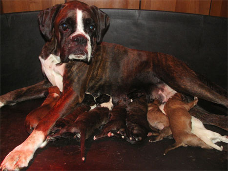 allevamento_cani_boxer_degli_scarronzoni_cuccioli_disponibili_livorno_toscana_italia