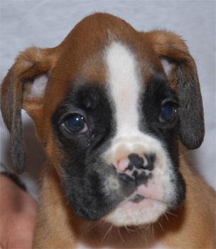 allevamento_cani_boxer_degli_scarronzoni_cuccioli_disponibili_livorno_toscana_italia