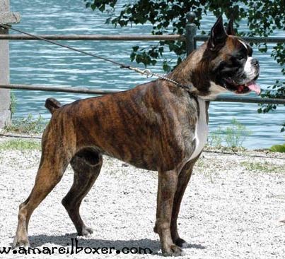 allevamento_cani_boxer_degli_scarronzoni_cuccioli_disponibili_livorno_toscana_italia