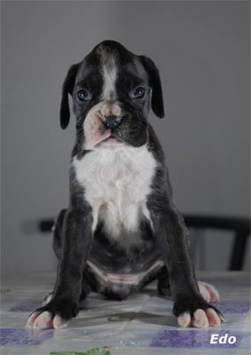 allevamento_cani_boxer_degli_scarronzoni_cuccioli_disponibili_livorno_toscana_italia