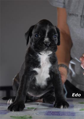 allevamento_cani_boxer_degli_scarronzoni_cuccioli_disponibili_livorno_toscana_italia