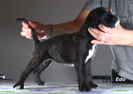 allevamento_cani_boxer_degli_scarronzoni_cuccioli_disponibili_livorno_toscana_italia