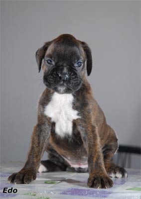 allevamento_cani_boxer_degli_scarronzoni_cuccioli_disponibili_livorno_toscana_italia