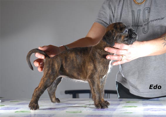 allevamento_cani_boxer_degli_scarronzoni_cuccioli_disponibili_livorno_toscana_italia