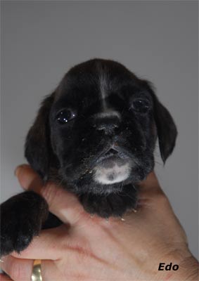 allevamento_cani_boxer_degli_scarronzoni_cuccioli_disponibili_livorno_toscana_italia
