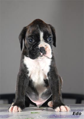 allevamento_cani_boxer_degli_scarronzoni_cuccioli_disponibili_livorno_toscana_italia