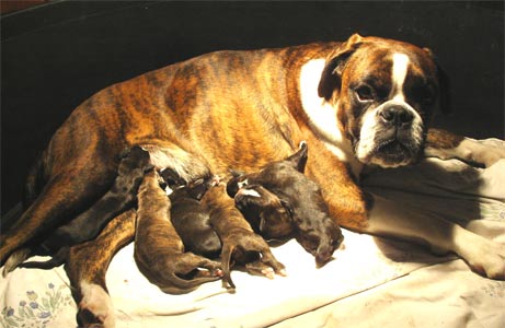 allevamento_cani_boxer_degli_scarronzoni_cuccioli_disponibili_livorno_toscana_italia