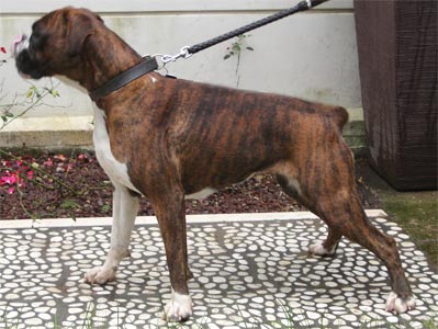  allevamento_cani_boxer_degli_scarronzoni_cuccioli_disponibili_livorno_toscana_italia