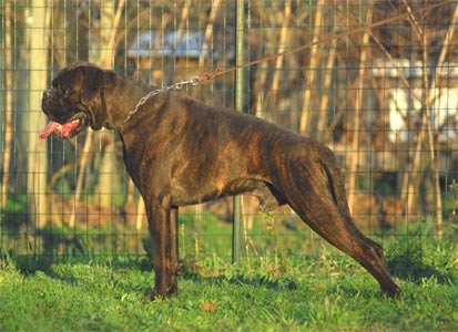 allevamento_cani_boxer_degli_scarronzoni_cuccioli_disponibili_livorno_toscana_italia